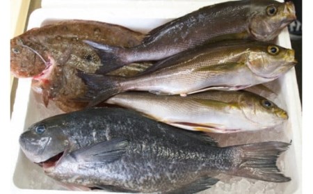 朝どれ鮮魚 ３～４種類 詰め合わせセット！ 生すり身付き（B） かつおタタキ マグロ アジ カンパチ ヒラメ カレイ クレ サワラ イサキ イカ タコ ホウボウ 鯛 シマアジ お刺身 鍋 焼き魚 高知県 須崎市