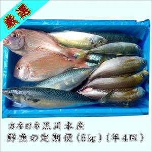 ふるさと納税 御坊産鮮魚セット 5kg (年4回お届け)沖縄・北海道・東北・九州 和歌山県御坊市