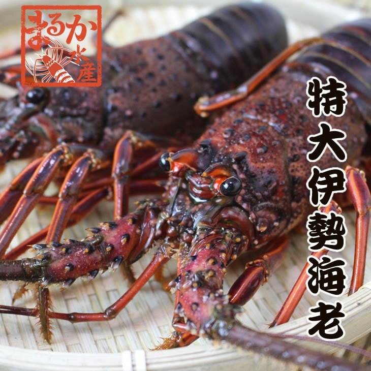 活伊勢海老　活きたまま発送します　ほんのちょっとワケあり、特大サイズ　2尾　１ｋｇ　　[活伊勢海老]