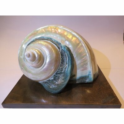 夜光貝のランプ 夜光貝ランプ その他置物 カイカイ 通販 8080066｜Creema(クリーマ)