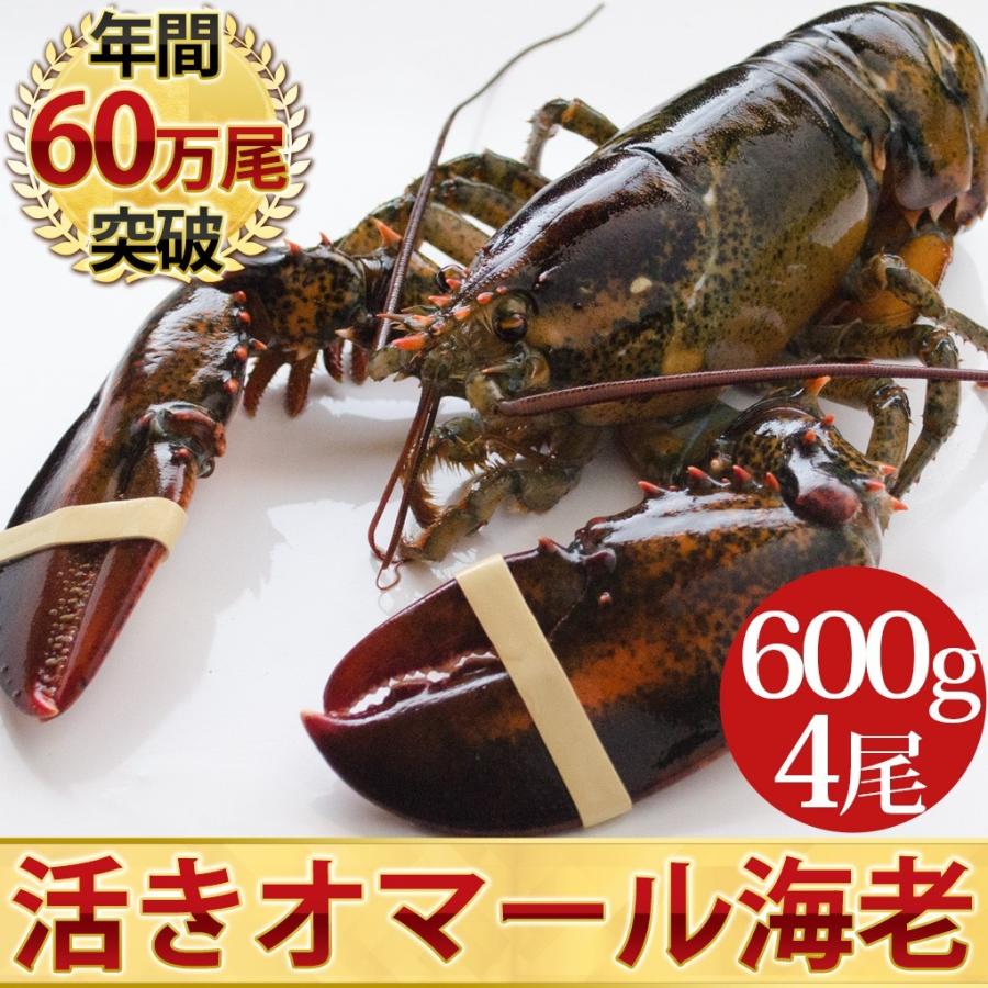 活オマール海老（600g）4尾入