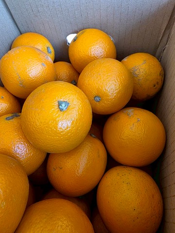 [芯鮮果]台灣嚴選( 柳丁 )