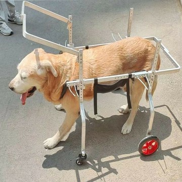 狗狗輪椅助力車車狗狗后腿殘疾車寵物四輪助力車狗狗輪椅四輪車