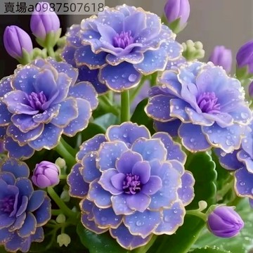 現貨  新品種長壽花（100粒）爆款 重辦室內外 四季種植 易養活耐寒耐旱 長壽花種子植物 盆栽庭院室內 觀賞花卉種子