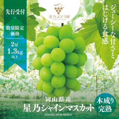 ふるさと納税 津山市 星乃シャインマスカット 数量限定(岡山県産)　2房(1.3kg以上)