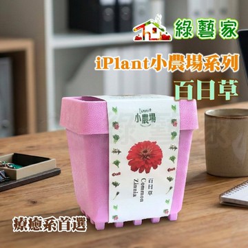 【綠藝家】iPlant小農場系列-百日草  可任意組合堆疊 百日菊 步登高 步步高 火球花 秋羅