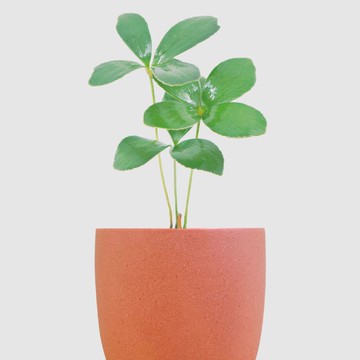 │ 霧陶系列 │ 幸運鐵樹 - 水耕 無土 懶人盆栽 室內植物  陶瓷