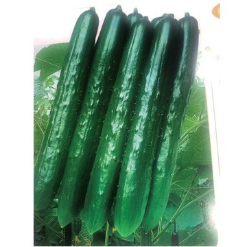 【拈花微笑】綠堤小胡瓜｜種子｜35粒｜非基因改造種子｜蔬菜｜蔬果｜有機無毒｜高發芽率