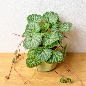 虎耳草 莫蘭迪色系直紋陶盆 室內植物 觀葉植物 禮物 盆栽