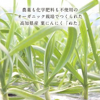 《6ヵ月定期便》数量限定 人気海鮮 芸西村厳選1本釣り本わら焼き「芸西村本気の極カツオのたたき（6～7人前）有名番組で紹介された有機無添加土佐にんにくぬた・タレ付き」随時出荷 高知県共通返礼品 かつお