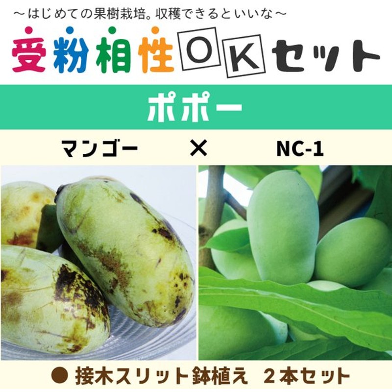 日本最級 接木 ポポー マンゴー - 植物/観葉植物 - labelians.fr