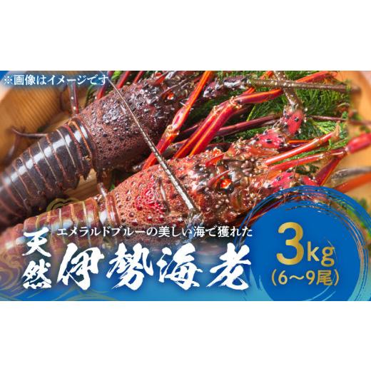 ふるさと納税 鹿児島県 和泊町 ■ エメラルドブルーの美しい海で獲れた天然伊勢海老3kg（6〜9尾）