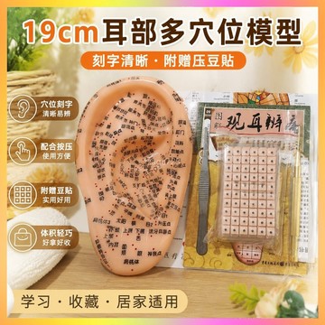 19cm耳部多穴位針灸清晰反射區模型穴位按壓刻字王不留行籽壓豆貼 海鷗