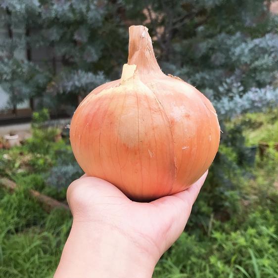 販売期間2023 12 31まで 野菜 玉ねぎ 熟成淡路島産玉ねぎ５キロ 産地直送