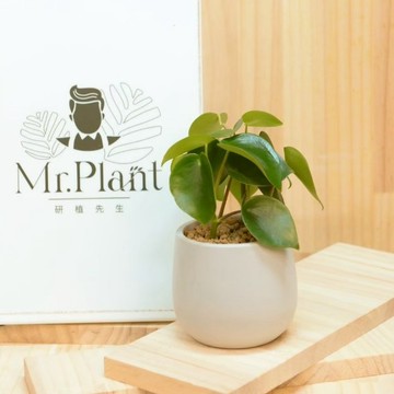 【拈花x研植】荷葉椒草｜3吋│窗邊植物│新手植物│淨化空氣│水泥盆│招財植物│觀葉植物│質感盆栽