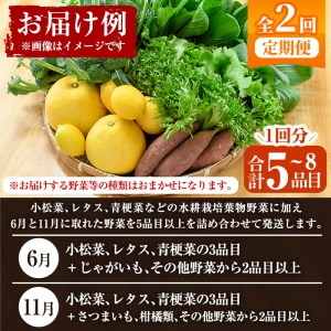 akune-4-39 ＜定期便・全2回(6月・11月)＞あくね旬の野菜おまかせセット(5～8品目) 小松菜、レタス、青梗菜の3品目とその他野菜2品目以上を詰め合わせて全2回お届け！ ふるさと納税 阿久根市 特産品 野菜 お楽しみ さつまいも 芋4-39