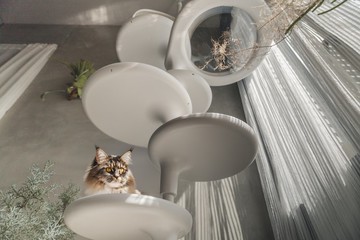 自己為貓咪組裝最酷的探險號 跳台+配件自行搭配