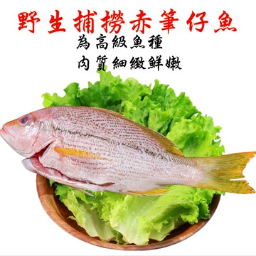 【海之醇】漁格網捕捉-野生赤筆仔魚3隻組(400g/隻)