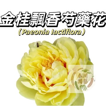 台灣現貨（金桂飄香芍藥花種子 SY-21）濃香型~黃色係重辦多年生觀賞花卉耐熱大花型庭院陽台盆栽非牡丹四季可種植