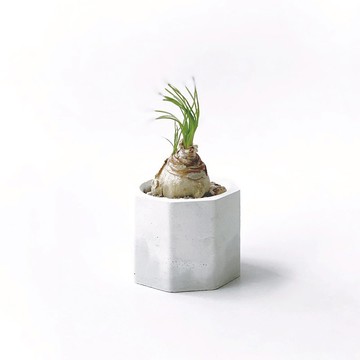 (現貨) 白灰漸層系列 | 哨兵花 小八角形雙色水泥多肉植栽