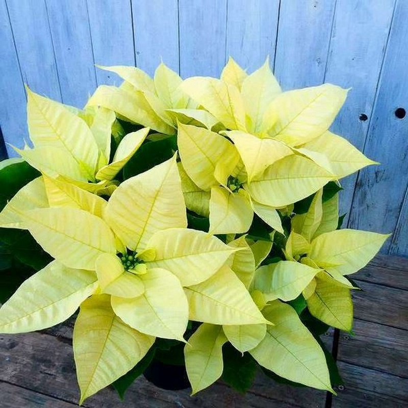 鉢花 ポインセチア クリスマスビューティー 黄色 5号鉢 クリスマス 冬の鉢花 室内用鉢花 ギフト お歳暮 1126 通販 Lineポイント最大0 5 Get Lineショッピング