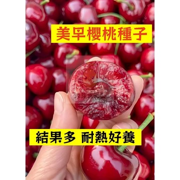 🍒櫻桃種子稀有品種YT-1(美早櫻桃種籽）甜脆多汁 生長勢快 車厘子種子 成活率高 易種植 高產地栽盆栽水果種子