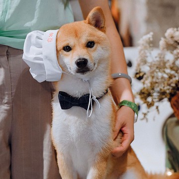 【iC原創】手工領結領帶 貓狗同款牽引繩