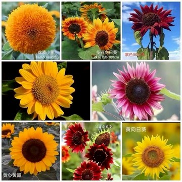 現貨 向日葵種子（10粒）花海用向日葵 重瓣向日葵 紅火輪向日葵 奶油綠心向日葵 白色向日葵 向日葵種子 向日葵 太陽花