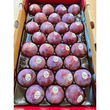 美國 加州 高甜度 星爆李｜美國進口水果	4顆 / 570g+-10%