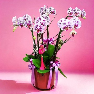 格蘭花店 - 萬象更新 小品蝴蝶蘭6棵 (GF00023)