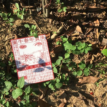 明信片 | #12 通勝