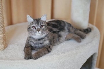 與我家孩子如出一轍訂製羊毛氈毛刺作品