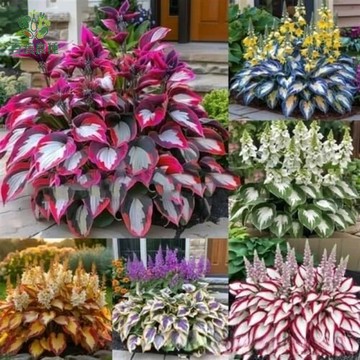 【觀葉賞花一次滿足】彩葉玉簪花種子 耐陰好種 台灣氣候適合 陽台庭院造景 斑紋葉+淡紫花 盆栽必備