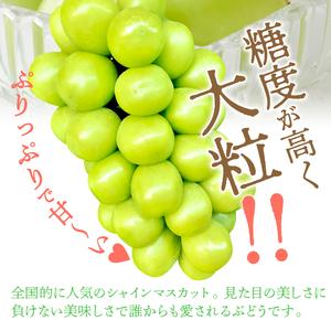 ふるさと納税 〈2024年度配送分〉シャインマスカット 3〜4房（約2.0kg） 山梨県甲府市