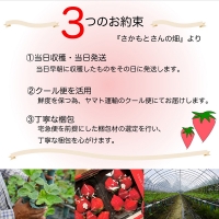 『予約受付』唐津産 いちごさん 250g×12パック(合計3kg) 濃厚いちご 苺 イチゴ 果物 フルーツ