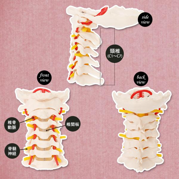 人体模型 骨格模型 7ウェルネ 頸椎 模型 実物大 間接模型 骨格標本 骨模型 骸骨模型 人骨模型 骨格 人体 モデル ヒューマンスカル 骸骨