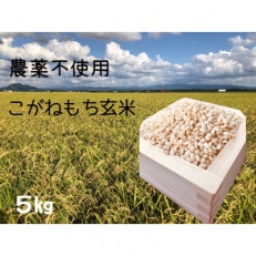 11月中旬より発送もち米　玄米5kg (栽培期間中　農薬不使用・化学肥料不使用)