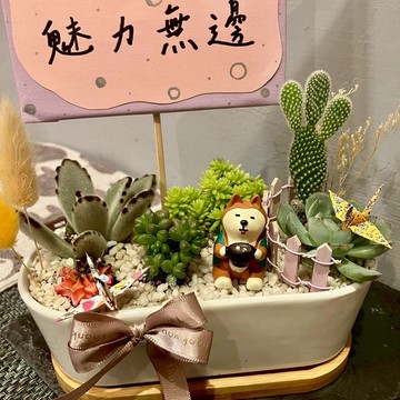 柴犬 愛狗人士送禮 台中多肉組盆 多肉植物 植栽送禮 日本 decole