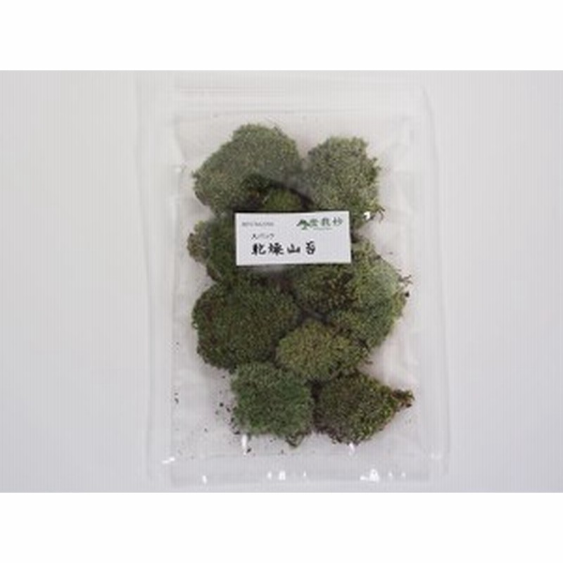 乾燥山苔 大 盆栽 苔玉 復活 テラリウム インテリア 栽培 庭 森 小さい 和風 通販 Lineポイント最大1 0 Get Lineショッピング