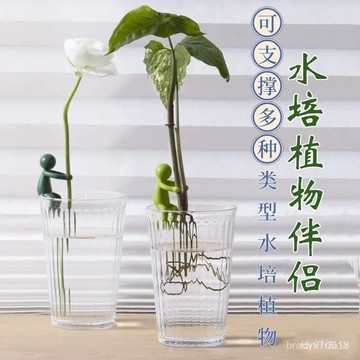 👍免運+臺灣出貨🌈水培植物伴侶扶正固定魚缸植物辦公裝飾理綫園藝神器水培固定擺件 JICV 7IF2