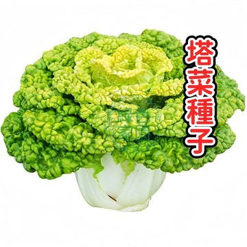 🥬塔菜種子🥬 烏塌菜 黃心烏 菊花菜 雪下珍品 耐寒脆甜 陽台盆栽 清炒火鍋 新手友善 現貨免運 附越冬甜美秘訣