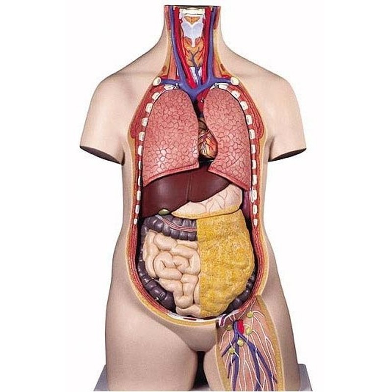 無料健康相談 対象製品 3B社 トルソー解剖模型 トルソー10分解モデル無