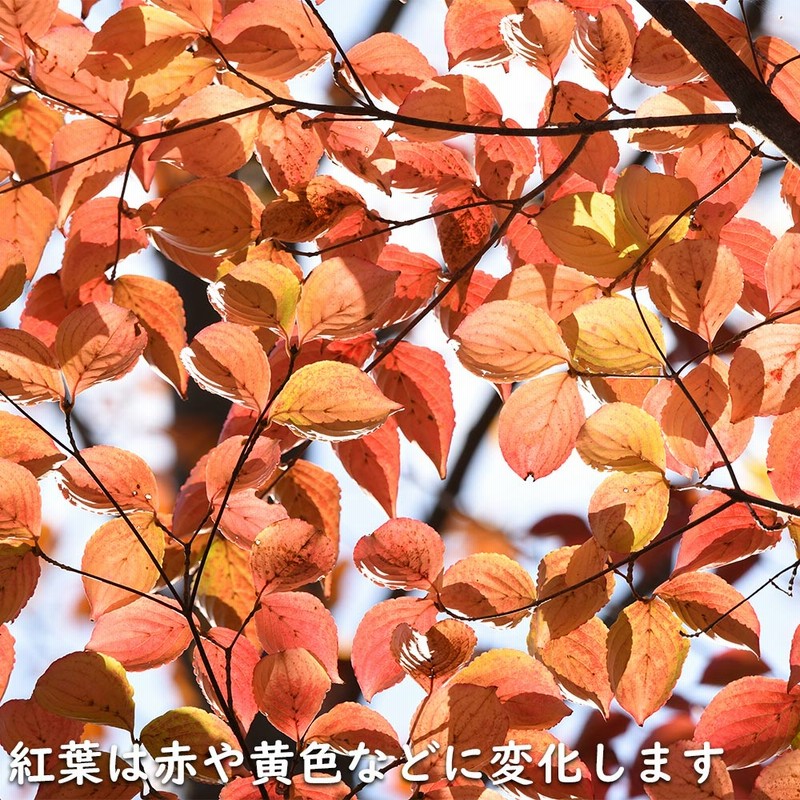 やまぼうし^_^様 ヤマボウシ 単木 1.2m 露地 苗 | LINEブランドカタログ