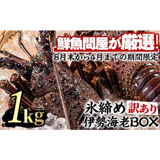 ふるさと納税 鹿児島県 東串良町 ＜訳あり＞朝獲れ発送！鮮魚問屋が厳選した氷締め伊勢海老(2尾・総量1kg以上)