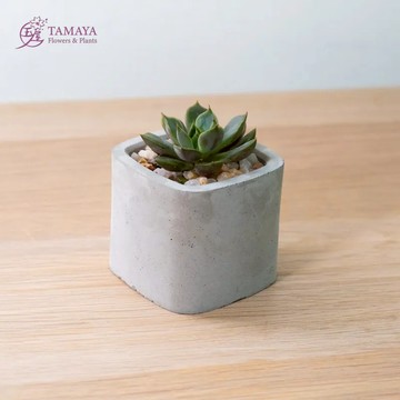 植想陪在你身邊【玉屋 TAMAYA】迷你多肉盆栽 - 灰 客製卡片印製 好友 同事 生日禮 職場禮 辦公室 房間 書桌擺設 舒心 放鬆 為生活增添綠意 送禮首選