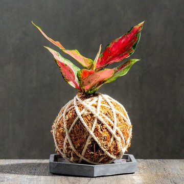 粗肋草苔球 苔球植物 苔玉 室內植物 辦公室植物 交換禮物