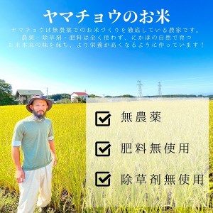 ササニシキの親　農薬不使用のササシグレ「郷山のお米」4kg（2kg×2袋）（玄米）