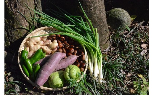 越知産市の季節の野菜セット(年3回発送)　産地直送　旬野菜