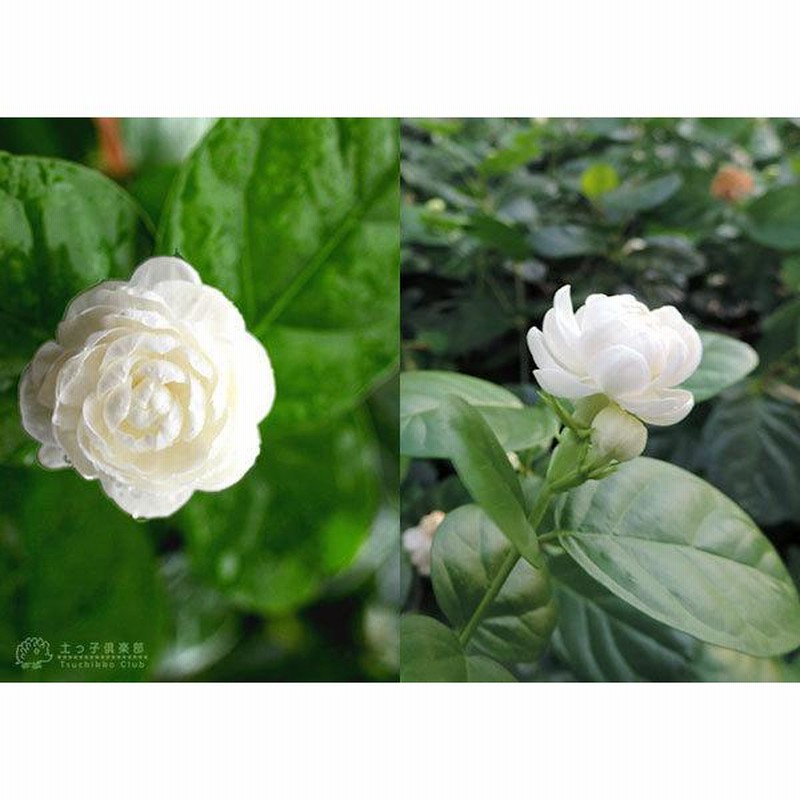 レモンパイ 紫陽花『深海の色』薔薇咲きジャスミン♪ 予約販売 アジサイ 巡恋花 9cmポット 登録品種 ハイドランジア