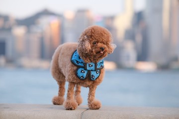 日牌布 蝴蝶cut (圓腳 / 方腳)